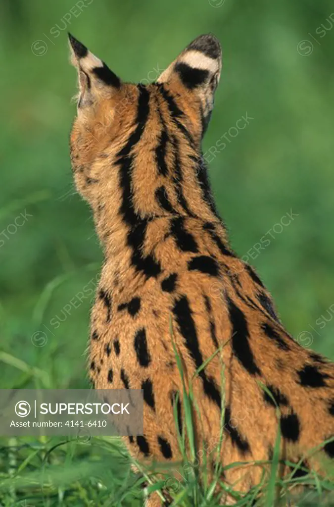 serval sitting felis serval showing white markings on ears