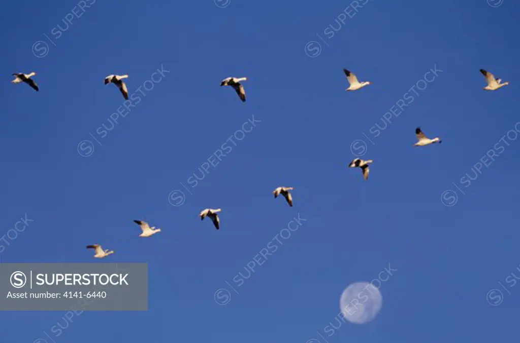 snow goose in v-formation anser caerulescens with moon. bosque del apache national wildlife refuge, new mexico, usa 