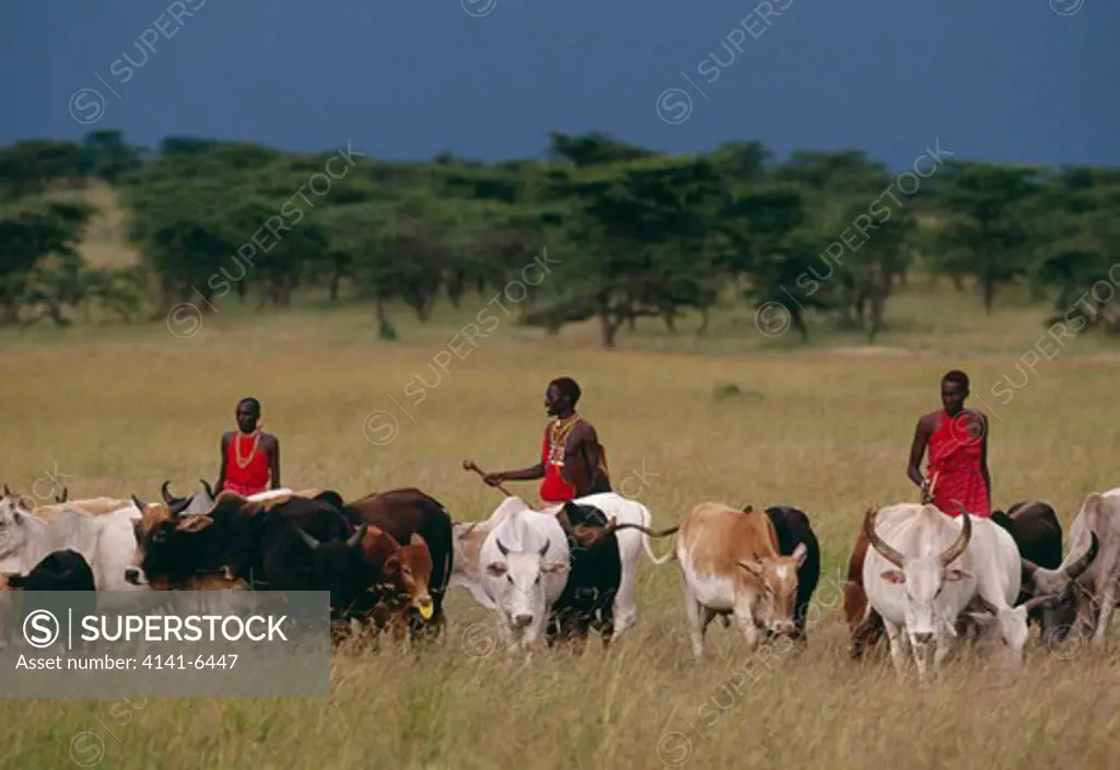 masai herdsmen three young men driving cattle kenya, eastern africa 