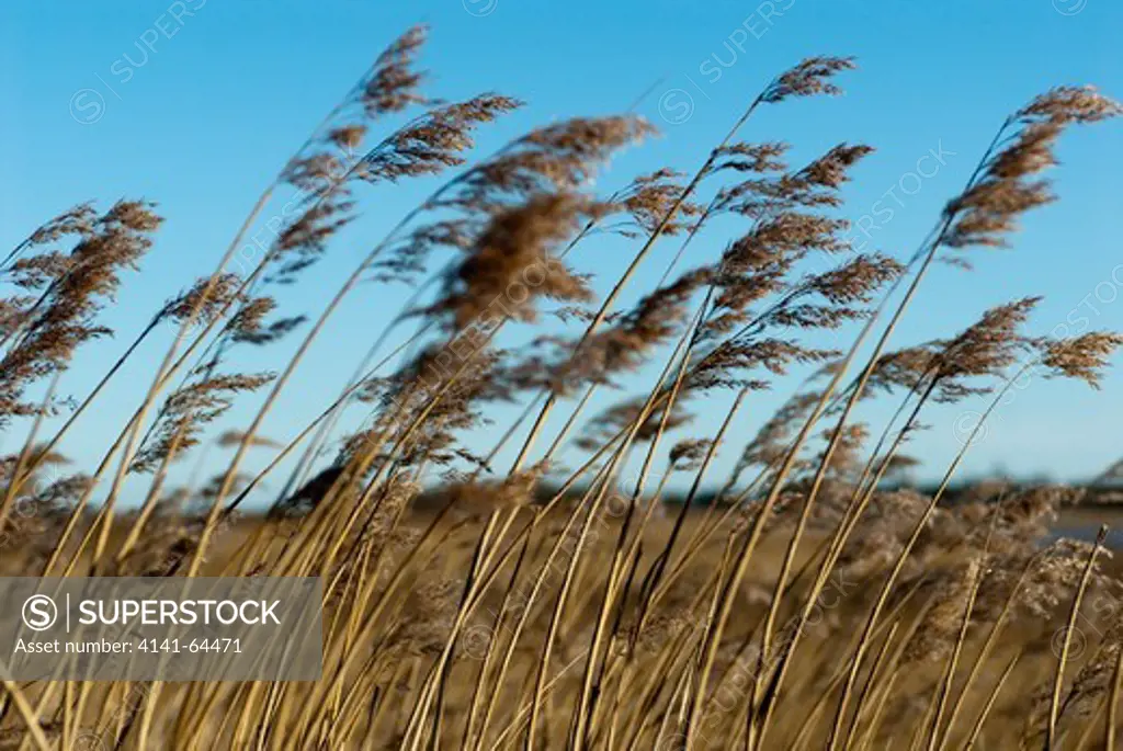 Common Reed, Phragmites Australis, Reedbeds At Snape Maltings, Suffolk