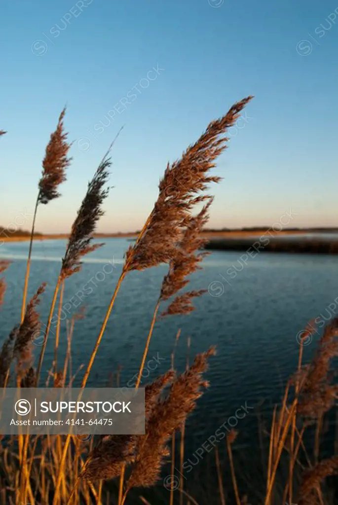 Common Reed, Phragmites Australis, Reedbeds At Snape Maltings, Suffolk