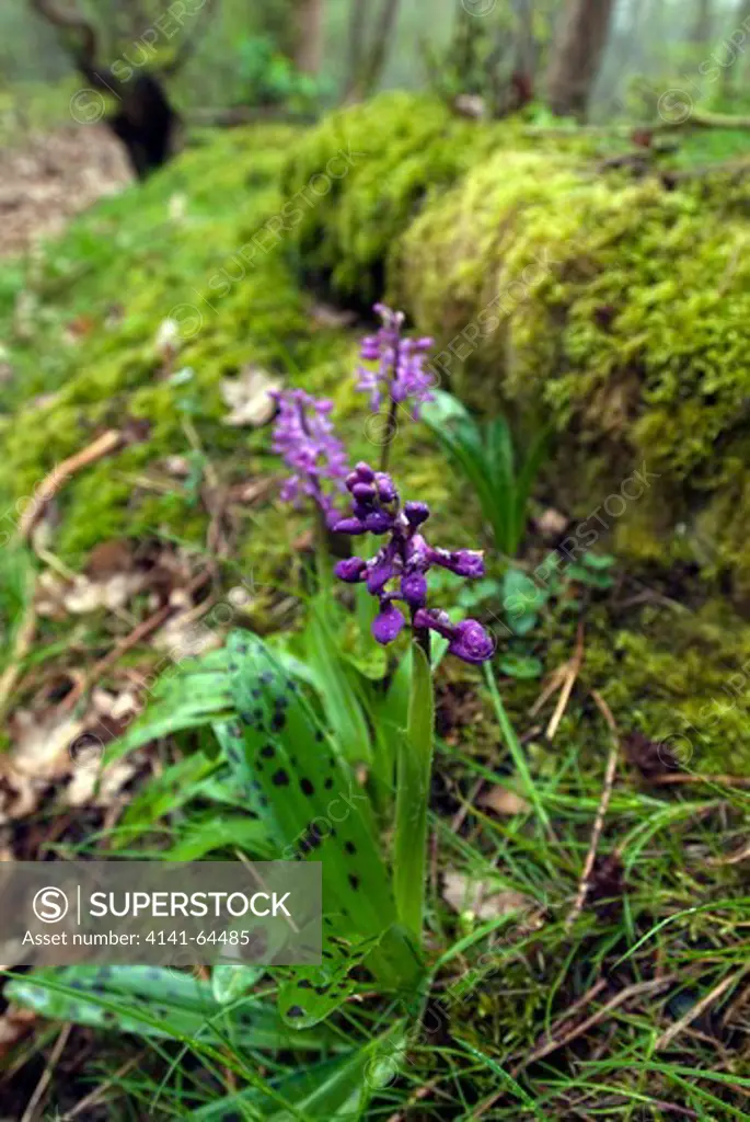 Early Purple Orchid, Orchis Mascula, In Woodland Scrub, Groton Wood, Near Hadleigh, Suffolk