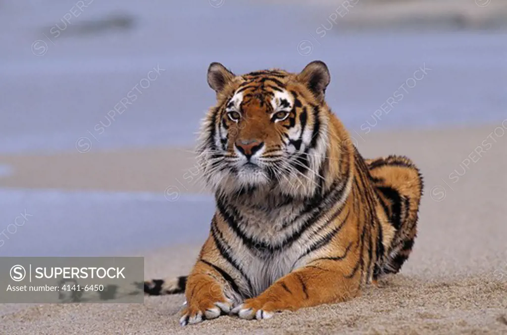 bengal tiger resting on beach panthera tigris tigris controlled situation