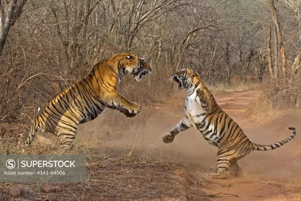 Royal Bengal Tiger (Panthera Tigris Tigris) Male And Female In Territorial Dispute, Ranthambhore National Park, Rajasthan, India. April 2009.  This Sequence Of Images Shows A Territorial Fight Between An Old Female And A New Adult Male. The Larger Male Tiger (Pictured On Left) Entered The Territory Of The Old Female And Stole Her Kill From Earlier In The Day.   Later That The Day The Two Tigers Had A Territorial Fight Which Resulted In The Female Ceding Territory To The Male. Sequence 8/10