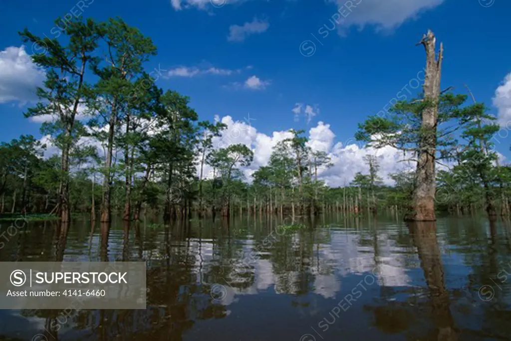 bald cypresses growing in swamp taxodium distichum atchafalaya river basin, louisiana, usa 
