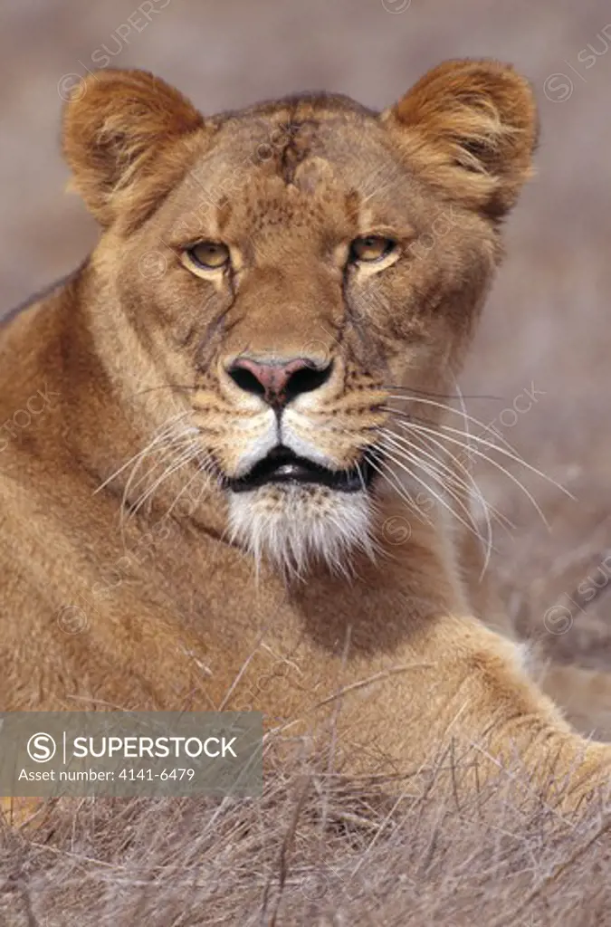 african lioness panthera leo