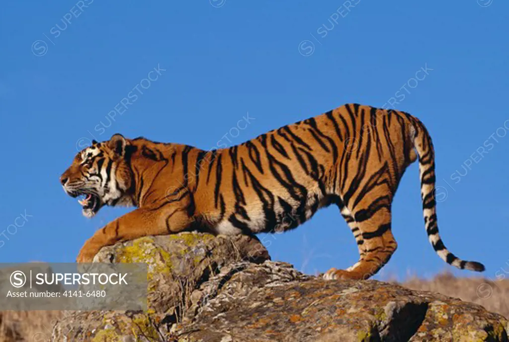 bengal tiger panthera tigris tigris 