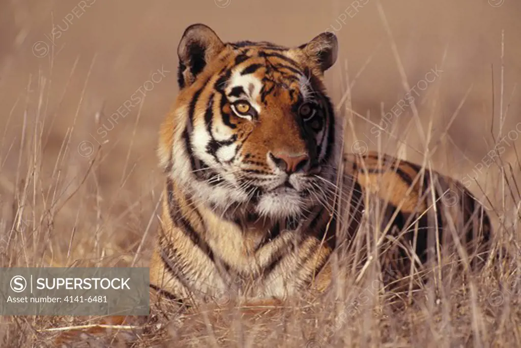 bengal tiger panthera tigris tigris resting among tall grass