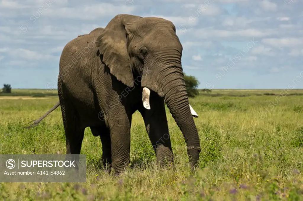 An African Elephant (Loxodonta Africana) Feeds On The Serengeti Plains With A Snare Wire Deeply Embedded In Its Trunk. Serengeti Np, Tanzania.