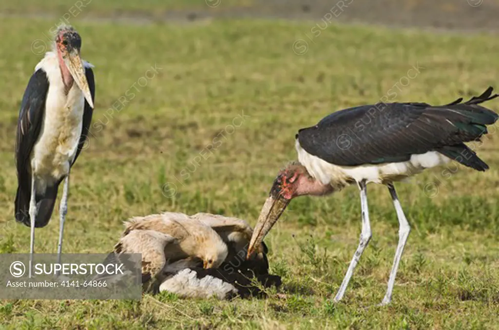 A Tawny Eagle (Aquila Rapax) Defends Its Meal From Two Marauding Marabou Storks (Leptoptilus Crumeniferus). Serengeti Np, Tanzania.