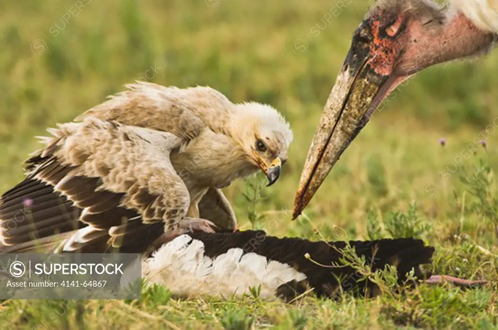 A Tawny Eagle (Aquila Rapax) Defends Its Meal From Marauding Marabou Stork (Leptoptilus Crumeniferus). Serengeti Np, Tanzania.