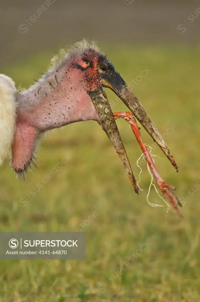 A Marabou Stork (Leptoptilus Crumeniferus) Attempts To Swallow The Leg Of A Flamingo It Has Scavenged. Serengeti Np, Tanzania.