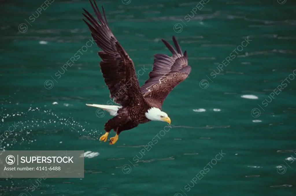 bald eagle fishing haliaeetus leucocephalus alaska, usa