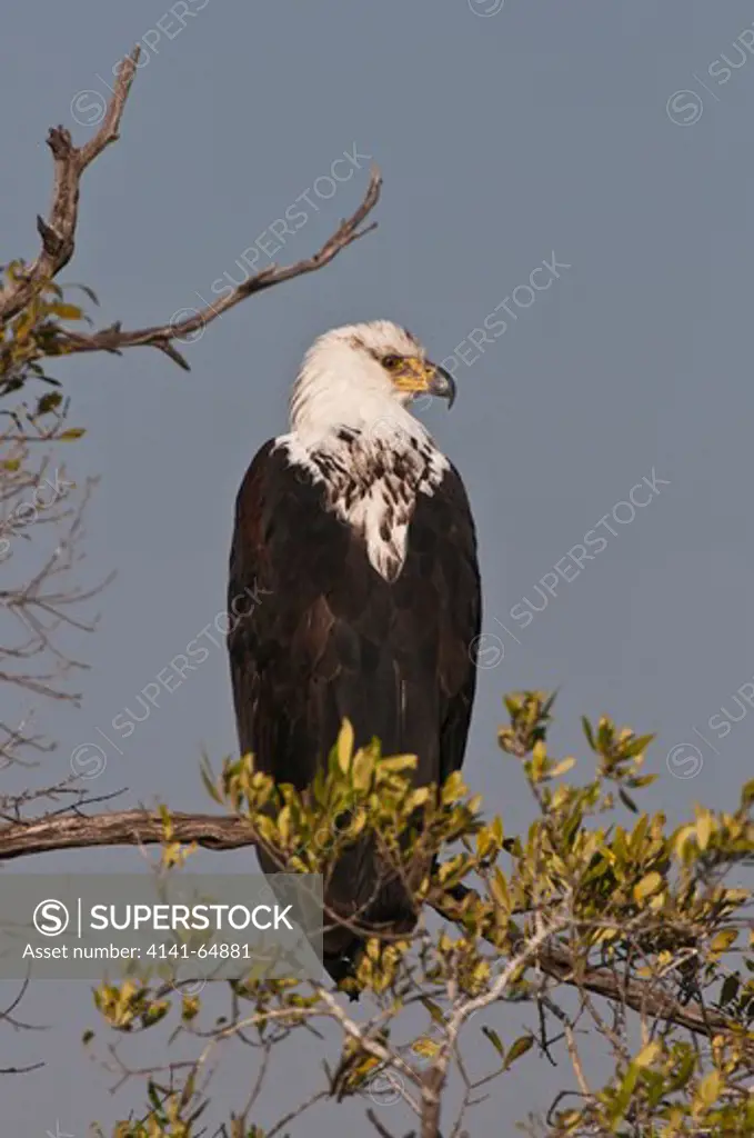 An Immature African Fish Eagle (Haliaetus Vocifer) Perched On A Tree Branch Close To Water In The Maasai Mara National Reserve, Kenya.