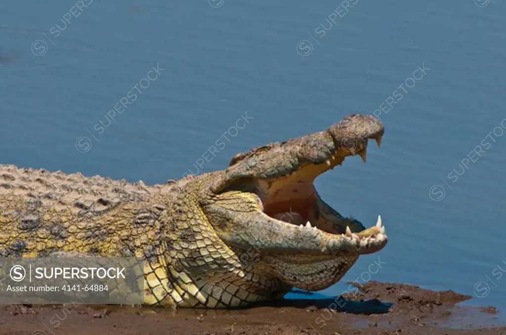 A Nile Crocodile (Crocodylus Niloticus) Basks At The Mara Riverside With Its Mouth Agape, Thought To Aid In Digestion And Temperature Regulation. Maasai Mara National Reserve, Kenya.