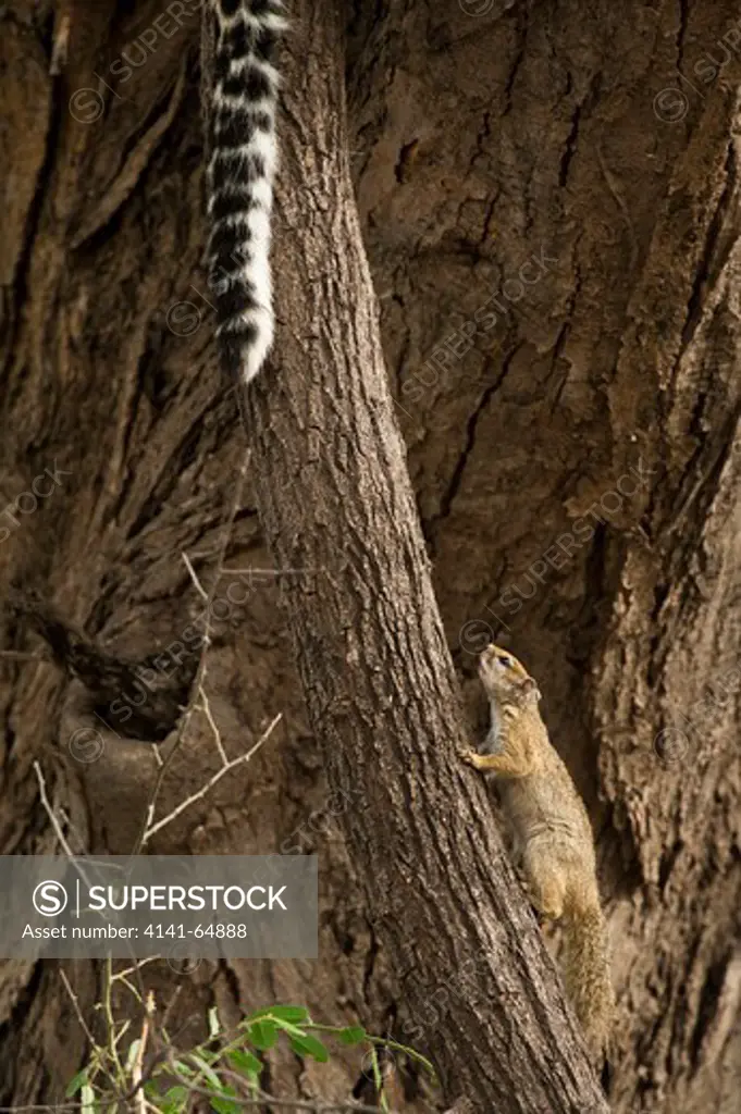 Curious Tree Squirrel (Paraxcerus Cepapi) Investigating Leopard (Panthera Pardus) In Tree, With Tail Hanging Down.  Mombo, Okavango Delta, Botswana.