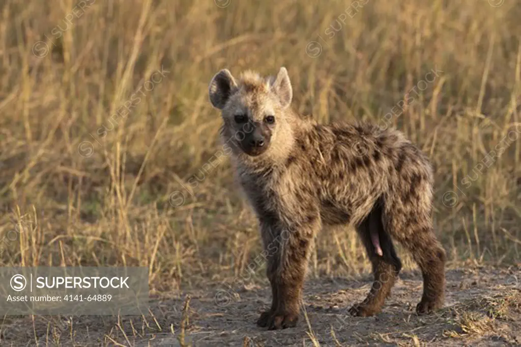 Spotted Hyena Pup (Crocuta Crocuta) Showing Sex Organs. Both Male And Female Hyenas Display Penis-Like Organs, Giving Rise To The Erroneous View That These Animals Are Hermaphrodites.