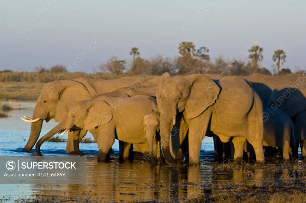 African Elephant (Loxodonta Africana) Drink From The Freshly Filled Selinda Spillway In The Selinda Private Reserve Of Northern Botswana. The Spillway Connects The Waters Of The Chobe-Linyanti System Wioth Those Of Thre Okavango.