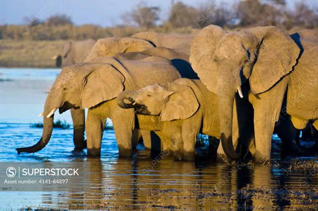 African Elephant (Loxodonta Africana) Drink From The Freshly Filled Selinda Spillway In The Selinda Private Reserve Of Northern Botswana. The Spillway Connects The Waters Of The Chobe-Linyanti System Wioth Those Of Thre Okavango.