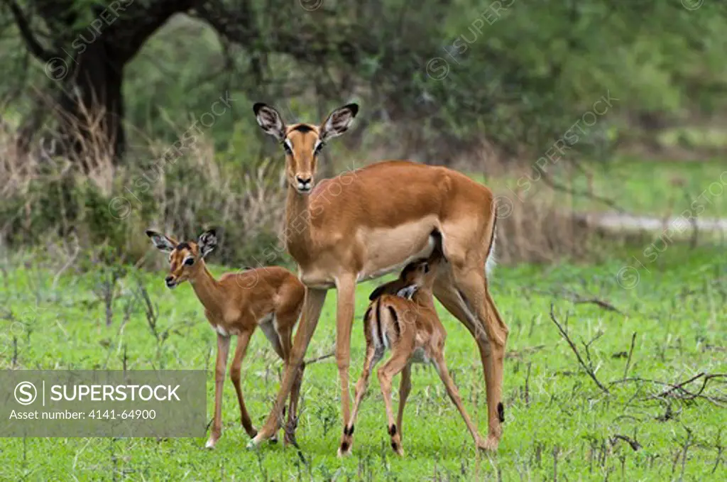 Impala (Aepyceros Melampus) Young Suckling Mother, Moremi Game Reserve, Botswana, Africa.