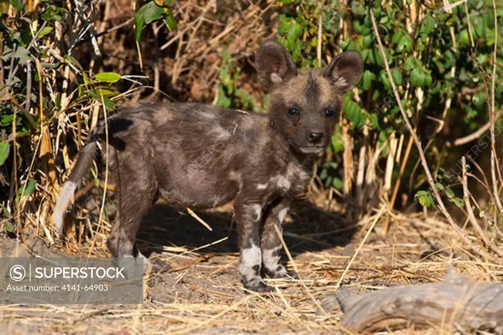 African Wild Dog Pup (Cape Hunting Dog) Lycaon Pictus, Kwando Private Game Reserve, Botswana.