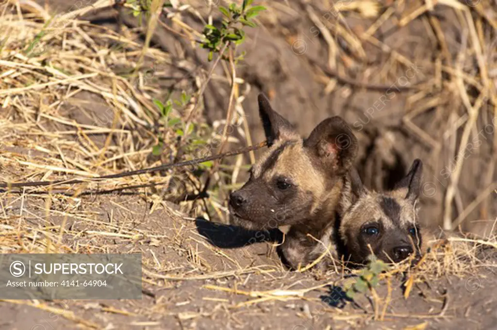 African Wild Dog Pup (Cape Hunting Dog) Lycaon Pictus At Den Entrance; Kwando Private Game Reserve, Botswana.