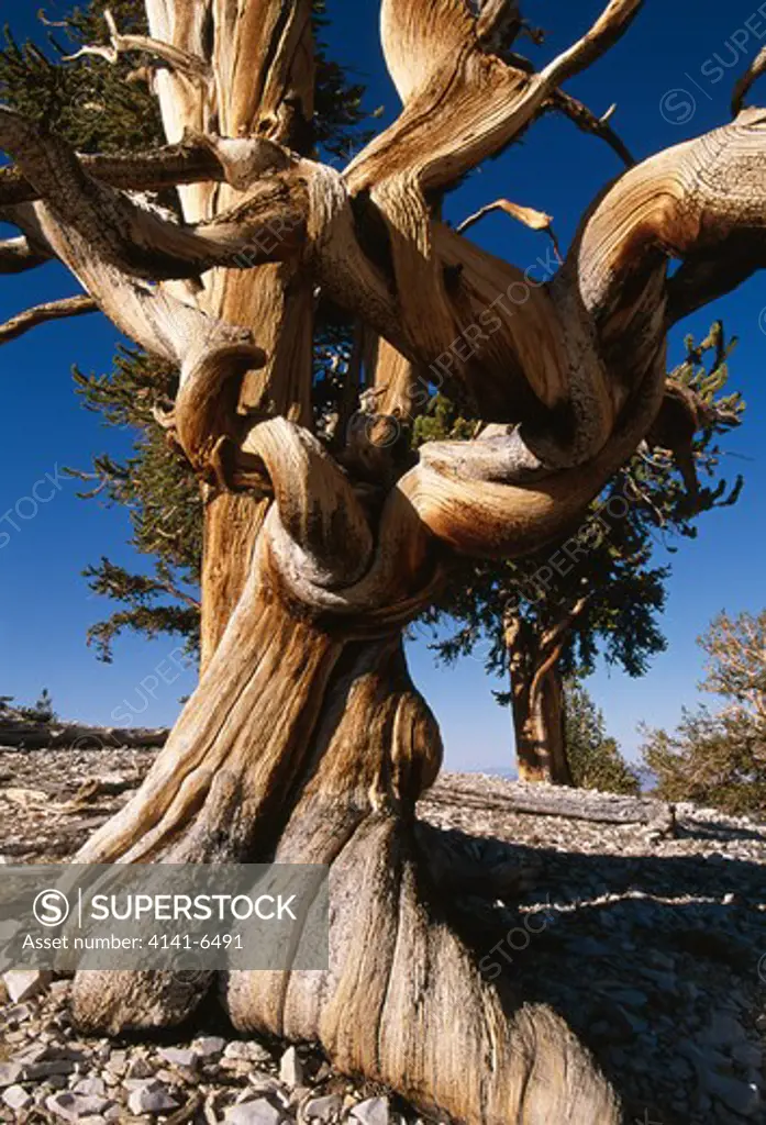bristlecone pine pinus longaeva patriarch grove, white mountains, california, usa 
