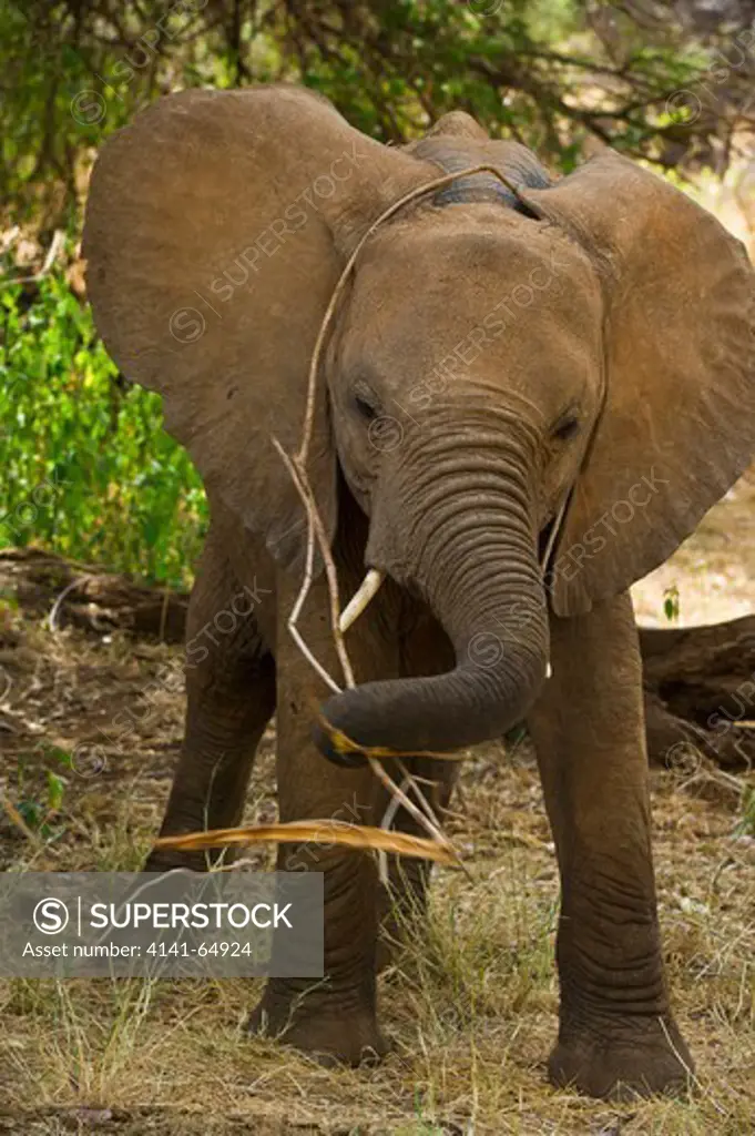 An African Elephant Calf (Loxodonta Africana) Amuses Itself With A Piece Of Vine It Has Found. Samburu National Reserve, Kenya.