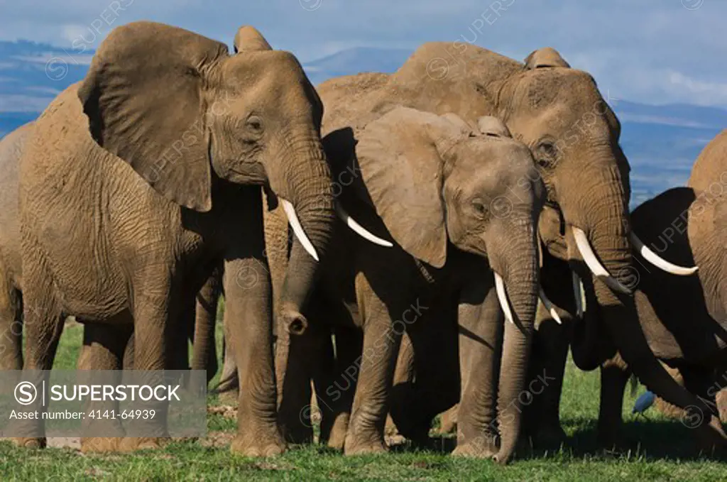 African Elephant Herd (Loxodonta Africana) Walking Towards Camera. Amboseli National Park, Kenya.