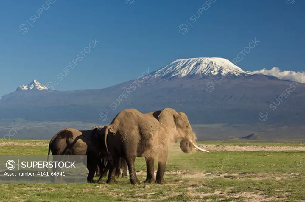 African Elephant (Loxodonta Africana) Dust Bathing With A Clear View Of The Two Snow-Capped Peaks Of Mount Kilimanjaro - Kibo And Mawenzi - In The Background. Amboseli National Park, Kenya.