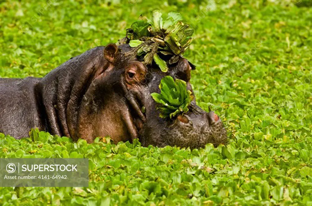 Hippopotamus (Hippopotamus Amphibius) Peers Out From Its Hiding Place In A Pond Covered With The Aquatic Weed Known As Water Lettuce. Katavi National Park, Tanzania.