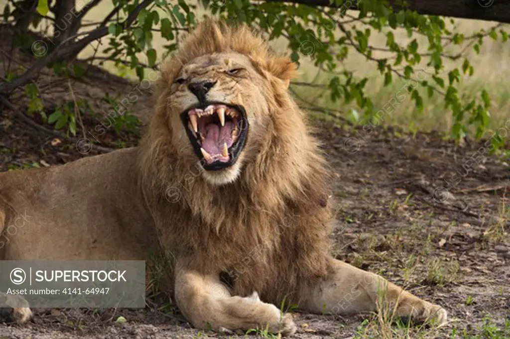 Male Lion (Panthera Leo) Yawning. Okavango Delta, Botswana.
