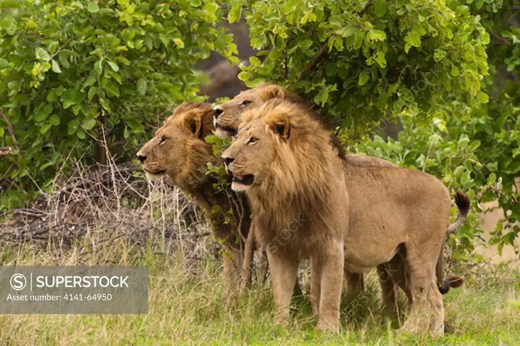 Coalition Of Male Lions (Panthera Leo). Groups Of Two Or More Males - Often Brothers Or Pride Mates - May Form Coalitions In Their Efforts To Obtain And Hold Territories. Okavango Delta, Botswana.