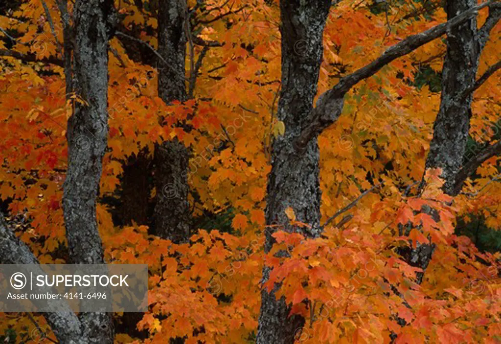 autumn foliage of sugar maples hiawatha national forest, michigan, northern usa sugar maple is acer saccharum