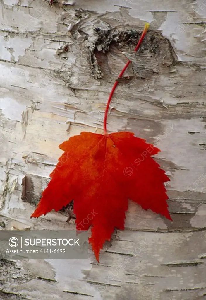 fallen red maple leaf acer rubrum caught on white birch bark michigan, usa
