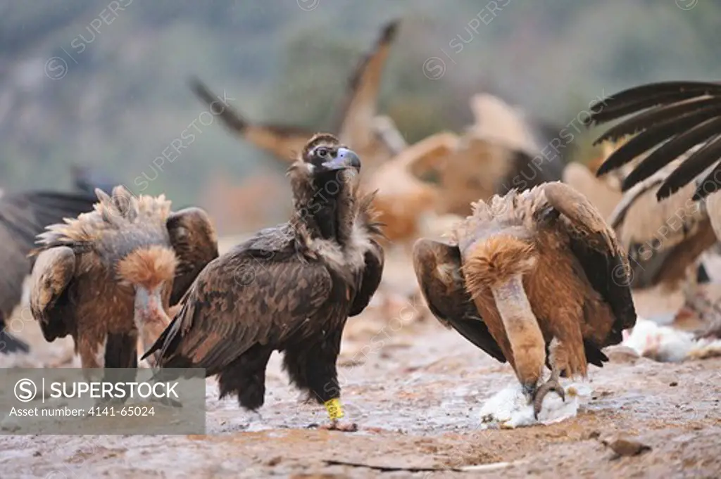 Black Vulture (Aegypius Monachus) And Griffon Vulture (Gyps Fulvus) In A Feeding Point.  Lleida, Catalonia. Spain