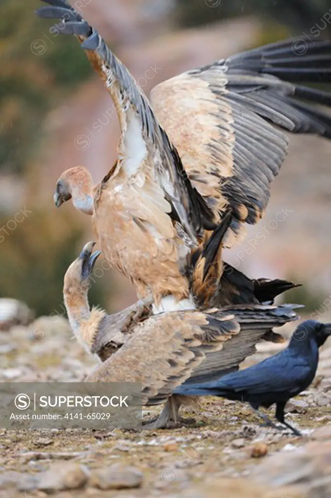 Griffon Vulture (Gyps Fulvus). Couple Mating. Lleida, Catalonia. Spain.