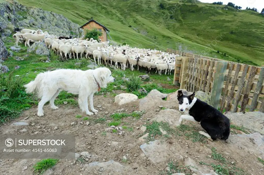 Brown Bear Management Programme. Pyrenean Mountain Dog And Sheep Dog. The Pyrenean Mountain Dog Lives With The Herd For All Of Its Life As Another Member Of The Herd. They Protect Sheep Against Bear Attacks. Pyrenees, Lleida. Spain.