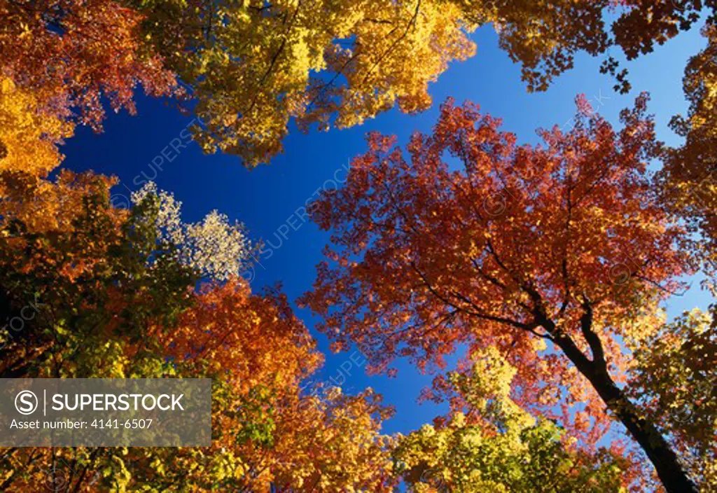 autumn foliage of maples hiawatha national forest, upper peninsula, michigan, usa 