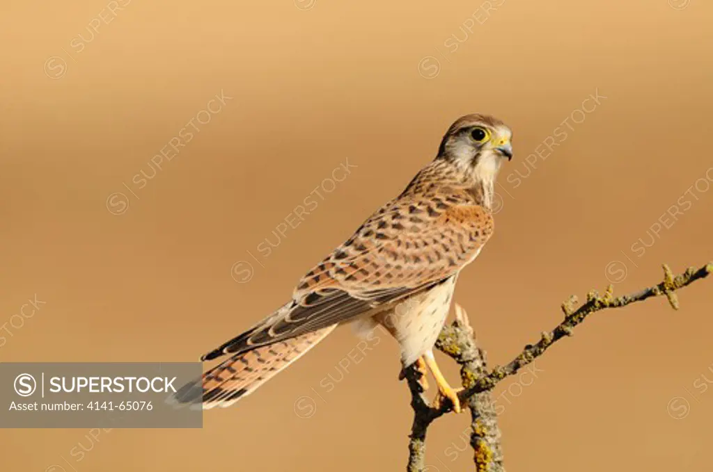 Kestrel (Falco Tinnunculus). Female Perched. Lleida, Catalonia. Spain.