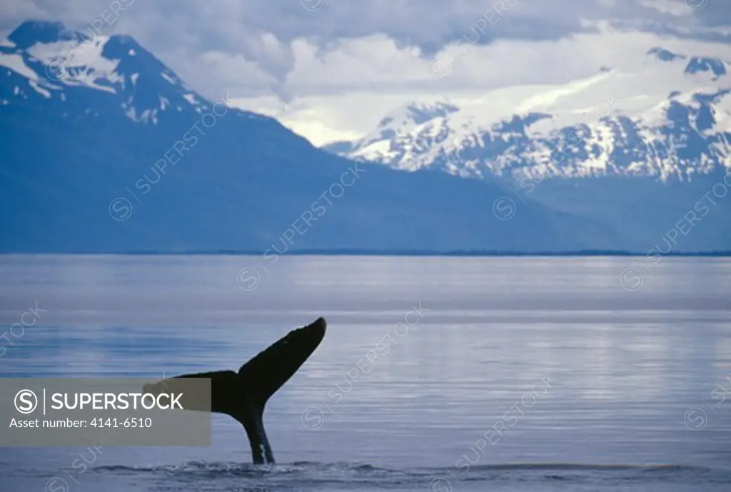humpback whale tail fluke megaptera novaeangliae near juneau, alaska, usa july