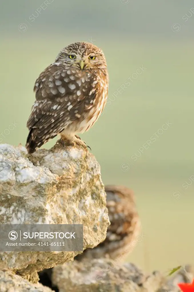 Little Owl (Athene Noctua) Lleida, Catalonia. Spain