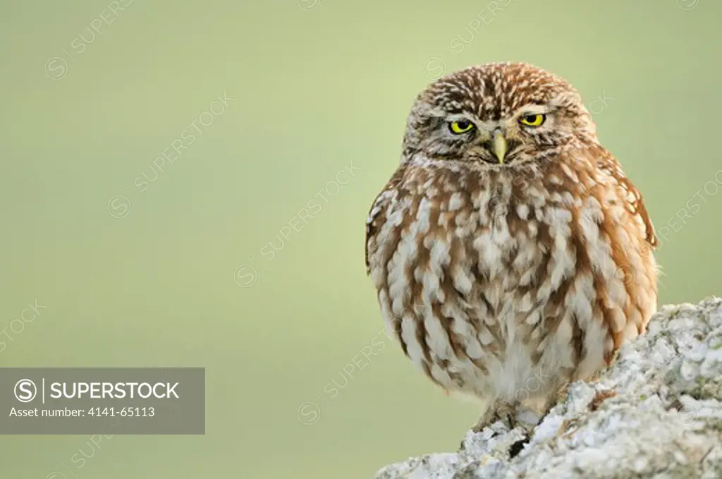 Little Owl (Athene Noctua) Bristling Feathers. Lleida, Catalonia. Spain