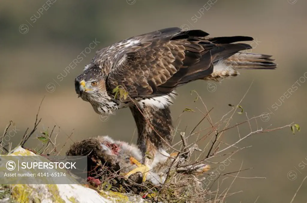Bonelli'S Eagle (Hieraaetus Fasciatus). Male. With Prey. Montsec Range. Lleida, Catalonia. Spain