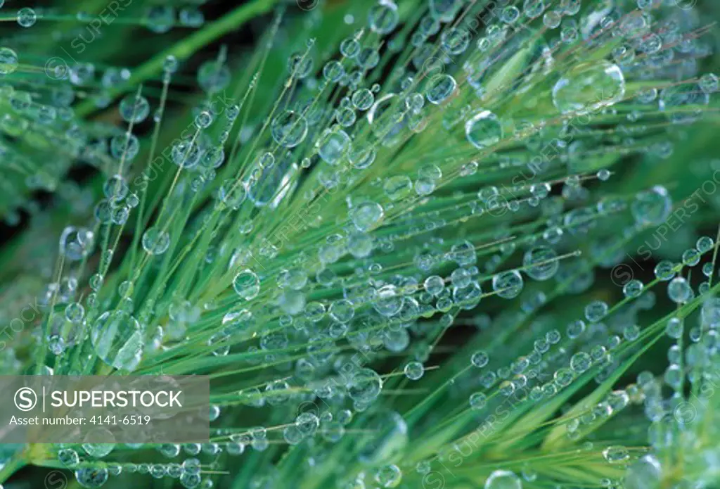 raindrops on grass seedhead