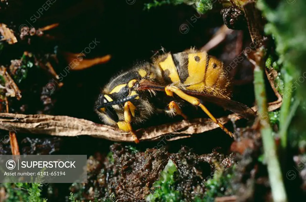 Common Wasp Queen (Vespula Vulgaris) Hibernating. Uk