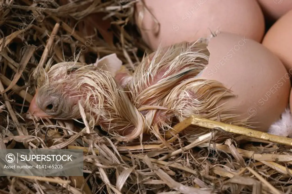 Chicken Hatching Sequence, Gallus Domesticus, 9Th Of Sequence