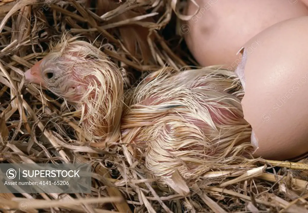 Chicken Hatching Sequence, Gallus Domesticus, 10Th Of Sequence