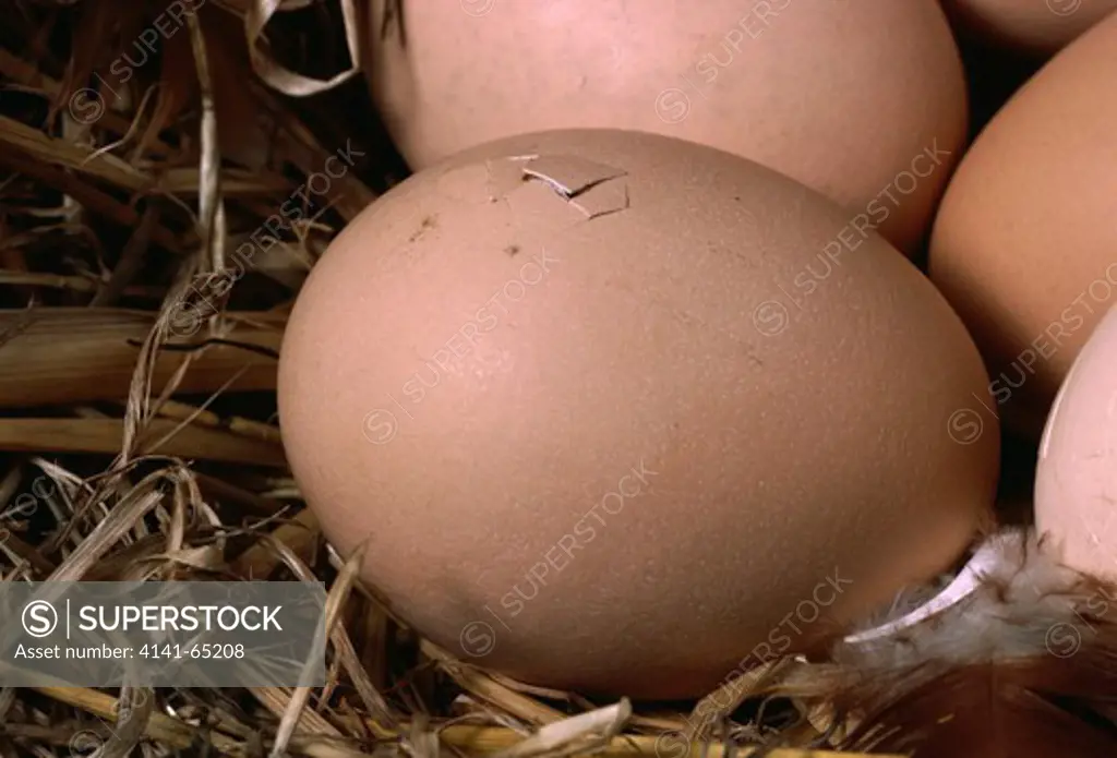 Chicken Hatching Sequence, Gallus Domesticus, 1St Of A Sequence