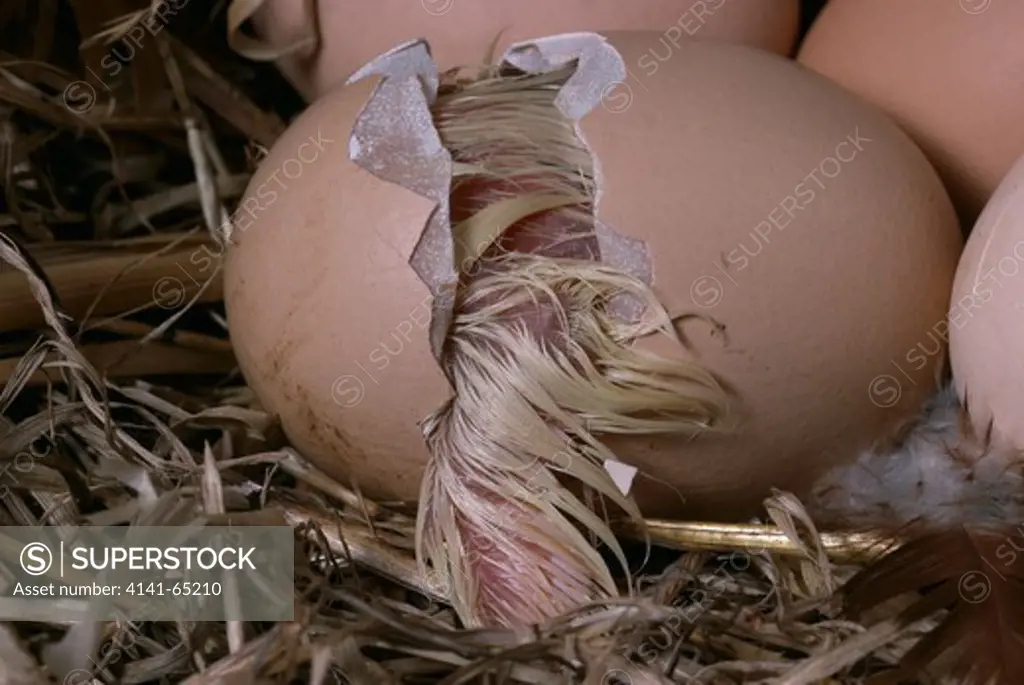 Chicken Hatching Sequence, Gallus Domesticus, 6Th Of Sequence